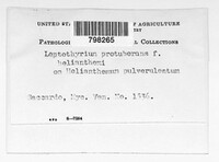 Didymella protuberans image